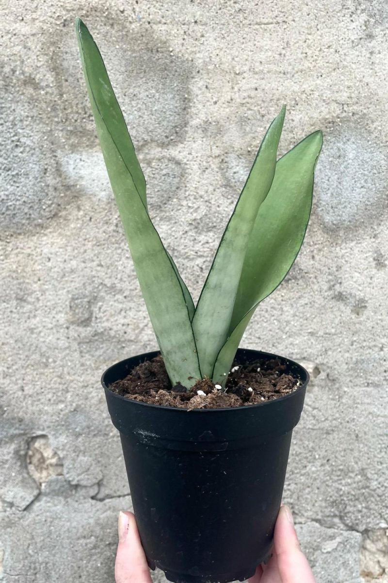 Indoor Plants |   Sansevieria ‘Moonshine’ 4″ Garden Indoor Plants