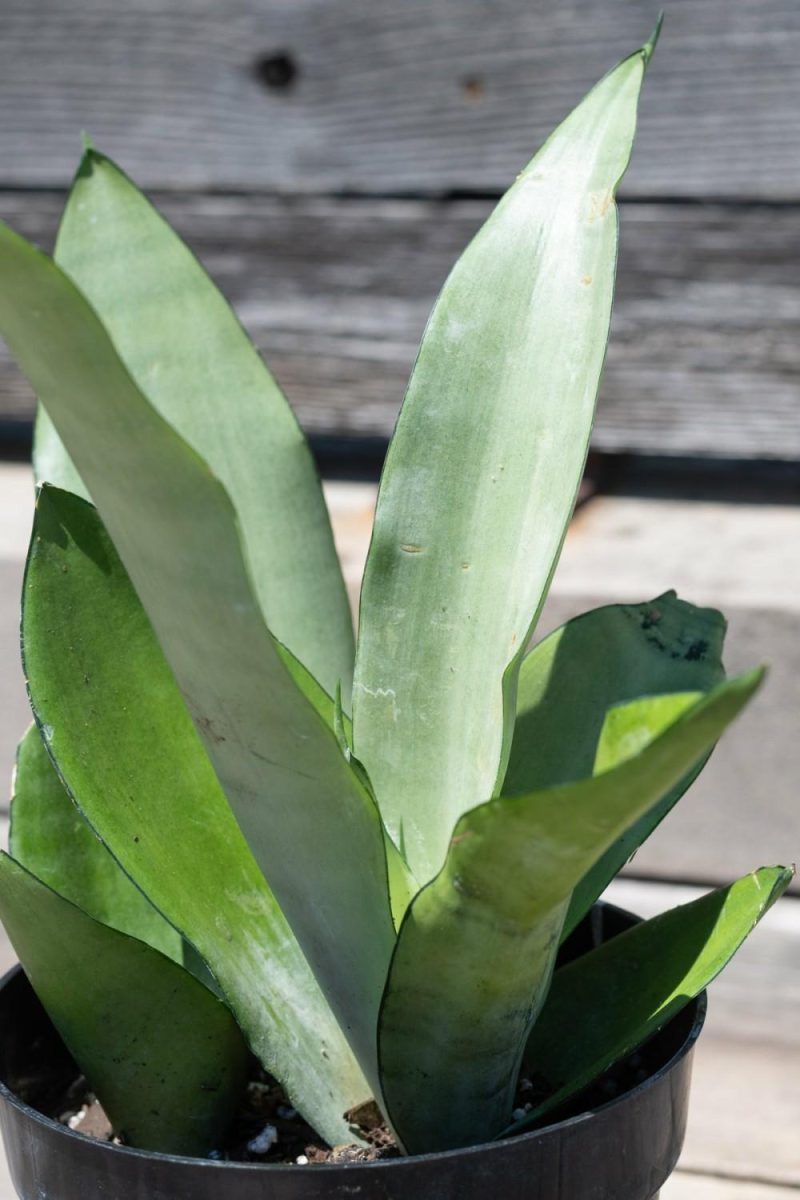 Indoor Plants |   Sansevieria ‘Moonshine’ 6″ Garden Indoor Plants