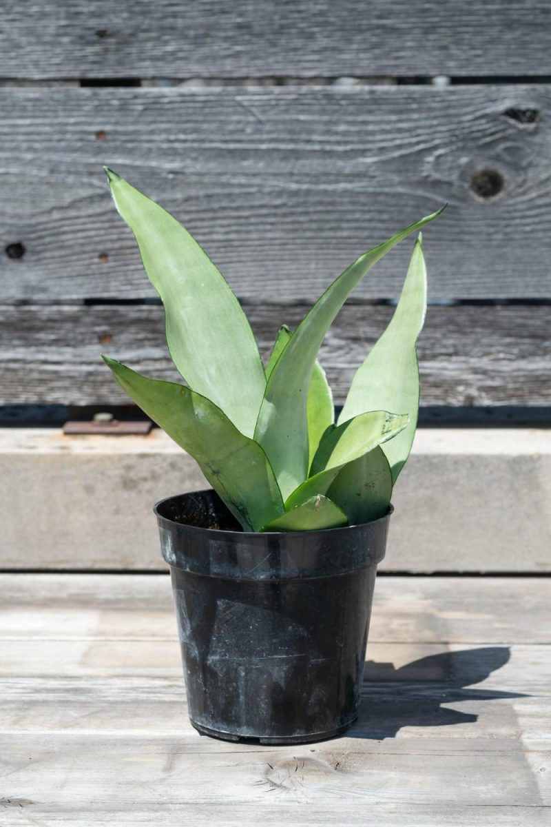 Indoor Plants |   Sansevieria ‘Moonshine’ 6″ Garden Indoor Plants