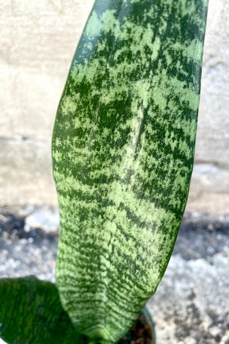 Indoor Plants |   Sansevieria ‘Robusta’ 4″ Garden Indoor Plants