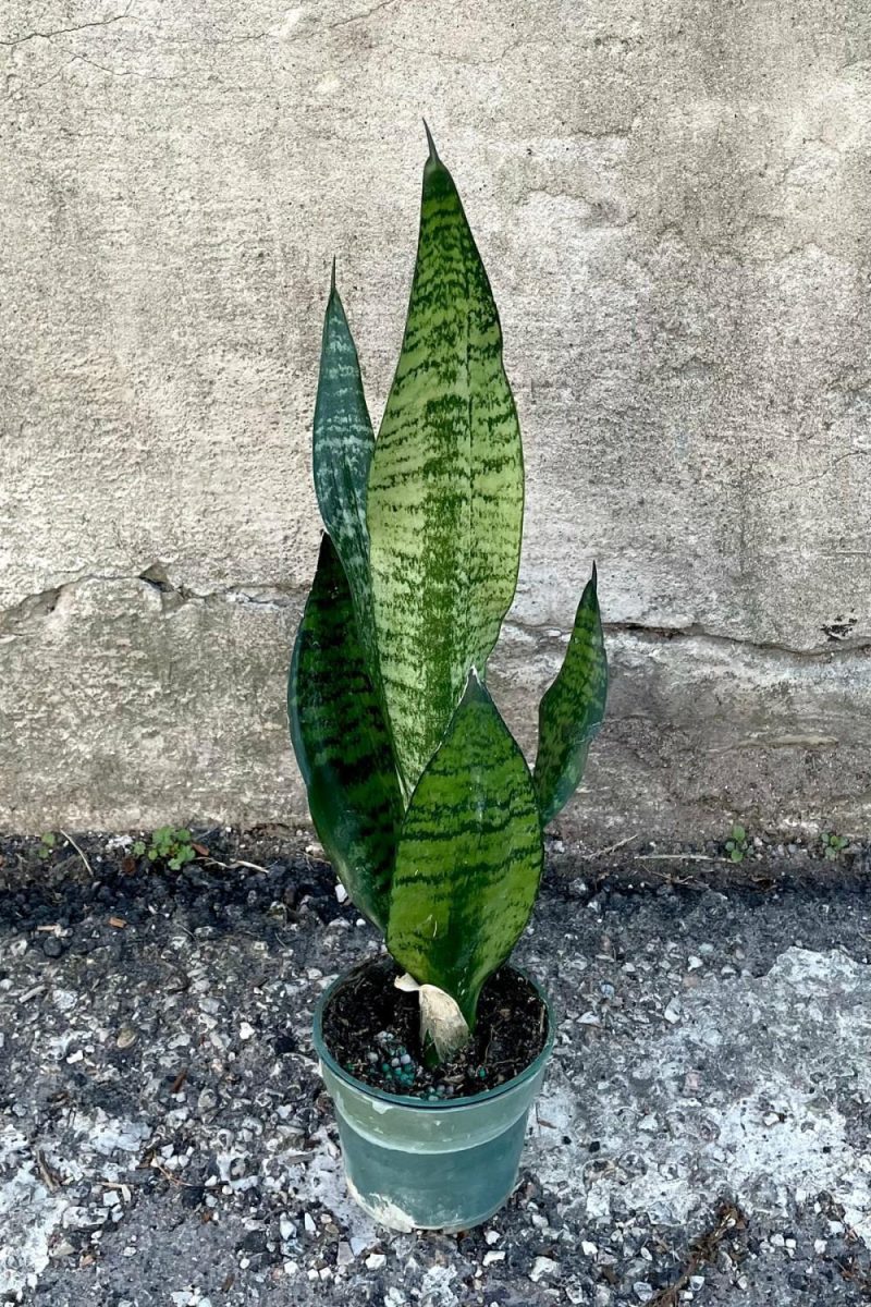 Indoor Plants |   Sansevieria ‘Robusta’ 4″ Garden Indoor Plants