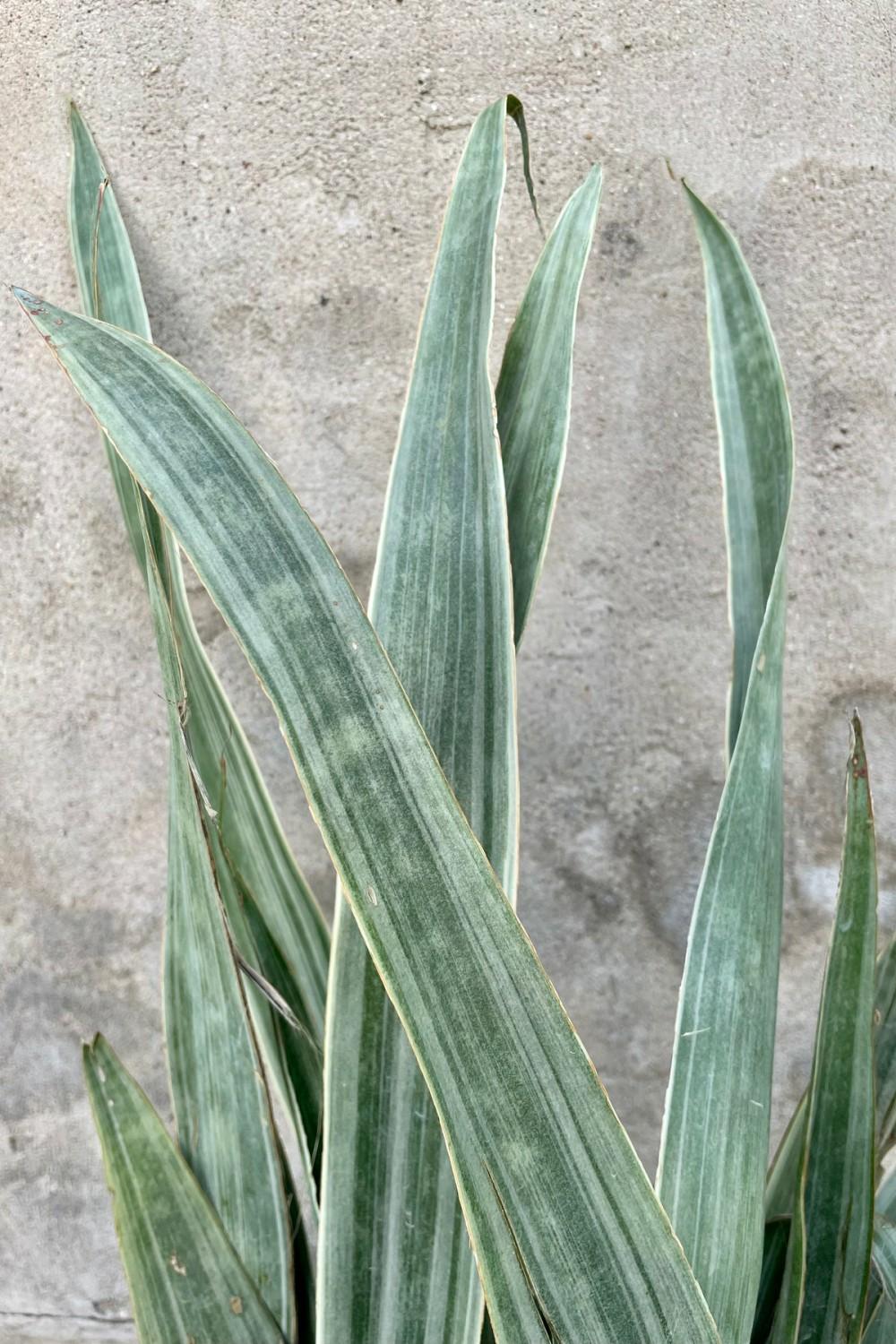 Indoor Plants |   Sansevieria ‘sayuri’ 14″ Garden Indoor Plants