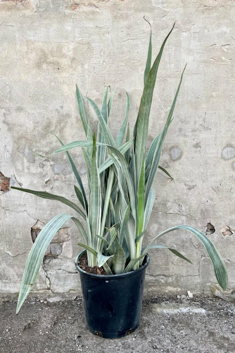 Indoor Plants |   Sansevieria ‘sayuri’ 14″ Garden Indoor Plants