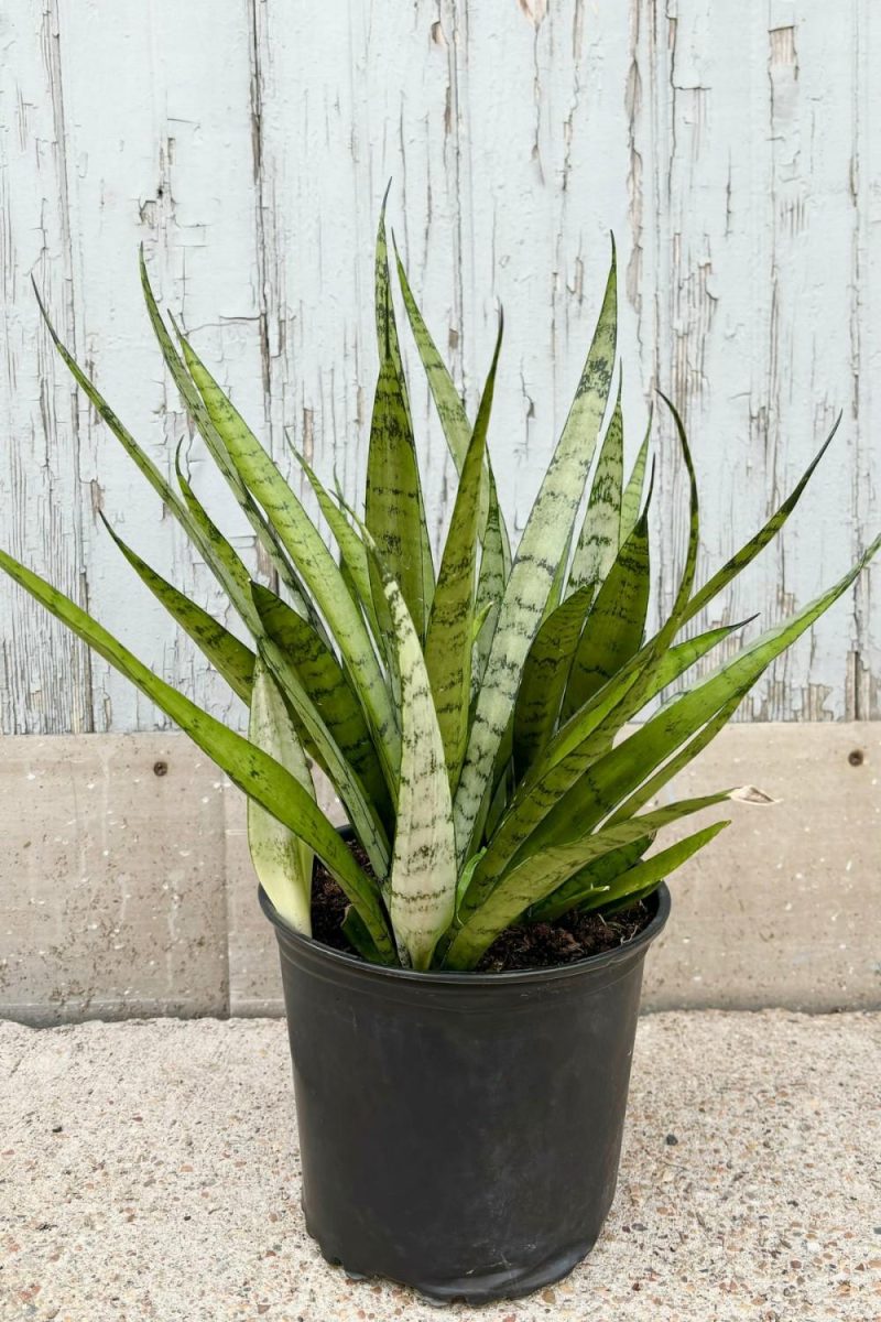 Indoor Plants |   Sansevieria ‘silver Streak’ 8″ Garden Indoor Plants