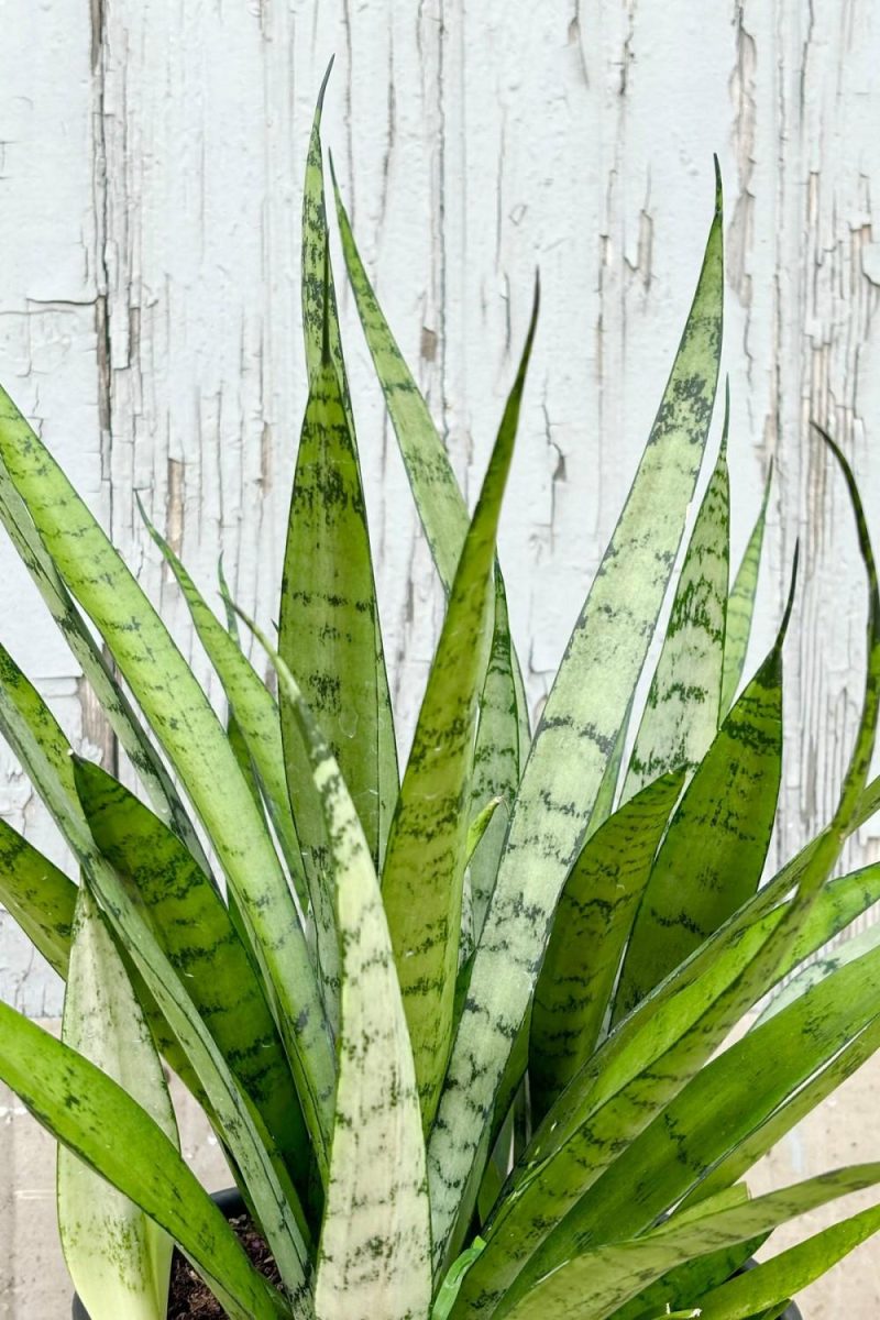 Indoor Plants |   Sansevieria ‘silver Streak’ 8″ Garden Indoor Plants