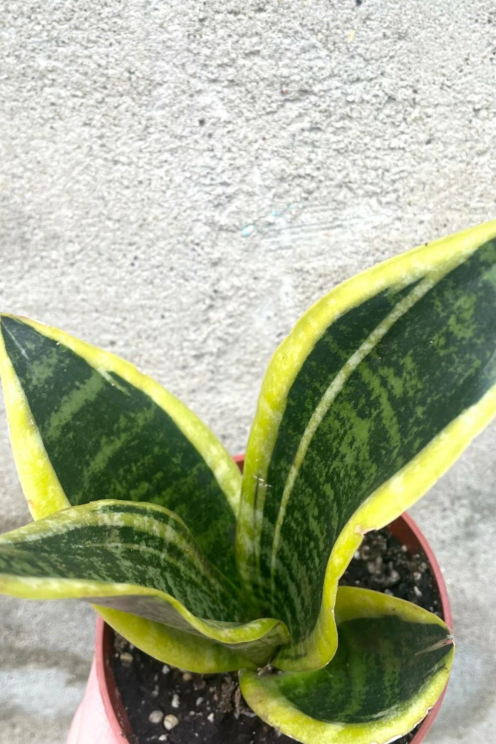 Indoor Plants |   Sansevieria ‘superba Futura’ 4″ Garden Indoor Plants