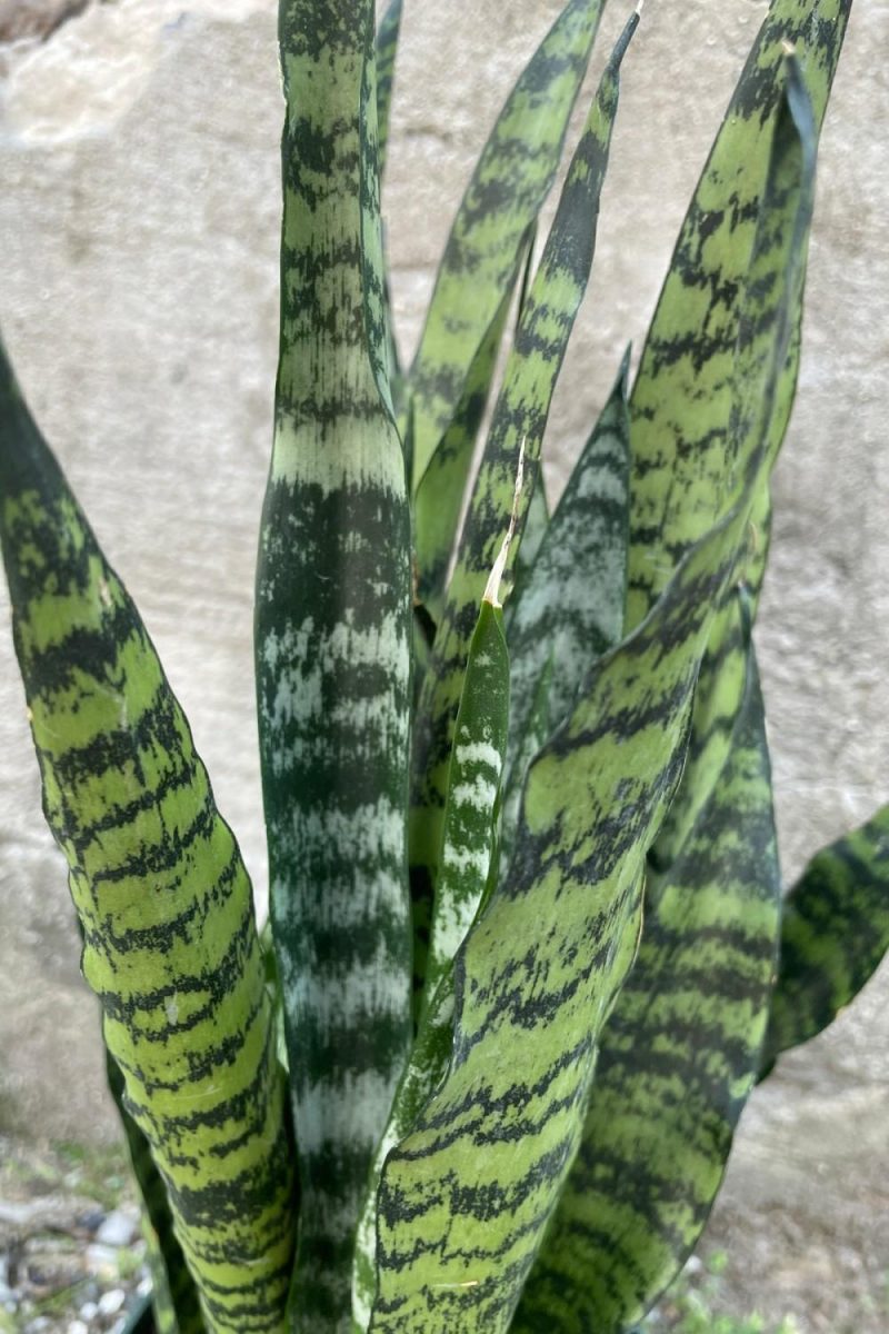 Indoor Plants |   Sansevieria ‘Wintergreen’ 6″ Garden Indoor Plants