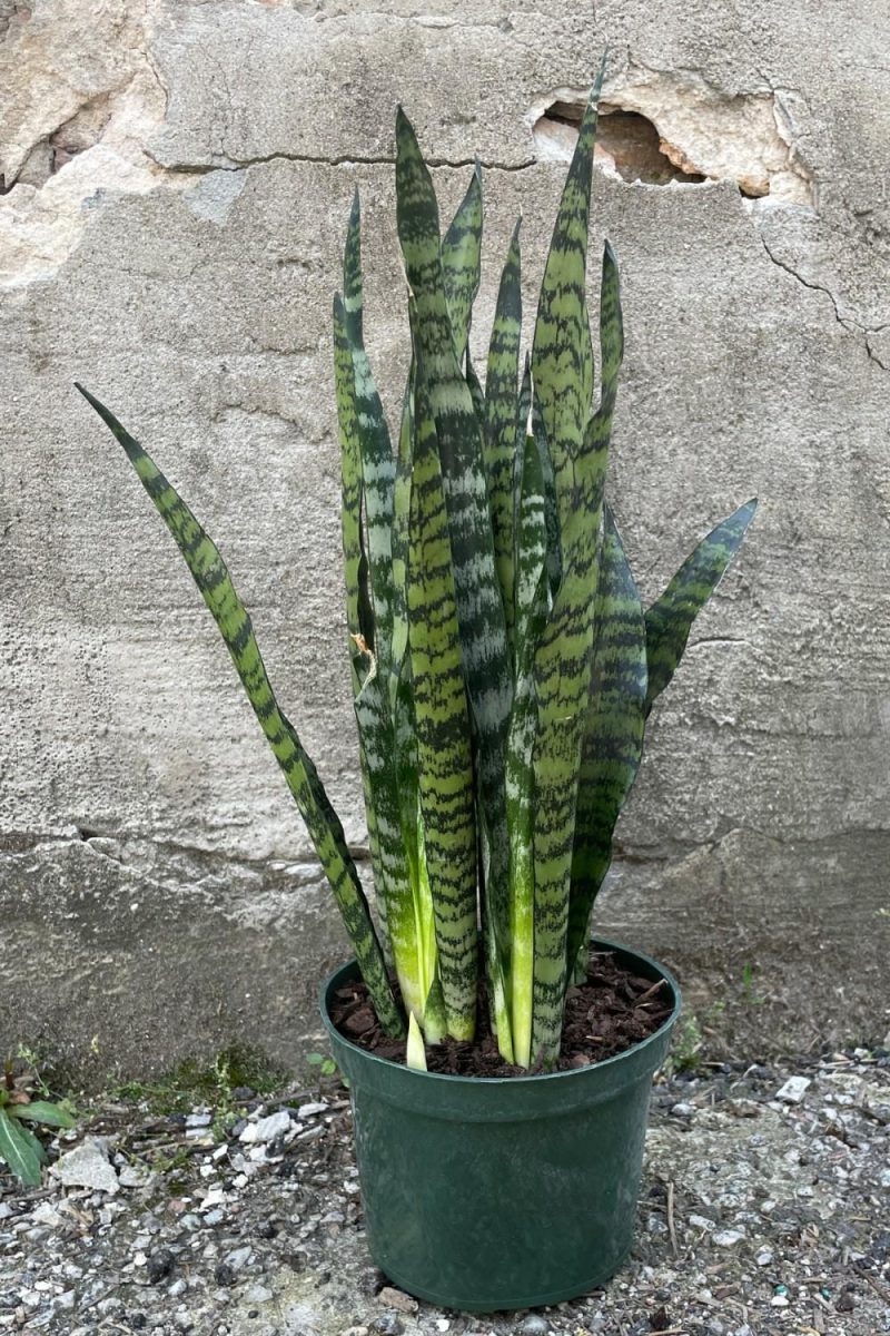 Indoor Plants |   Sansevieria ‘Wintergreen’ 6″ Garden Indoor Plants