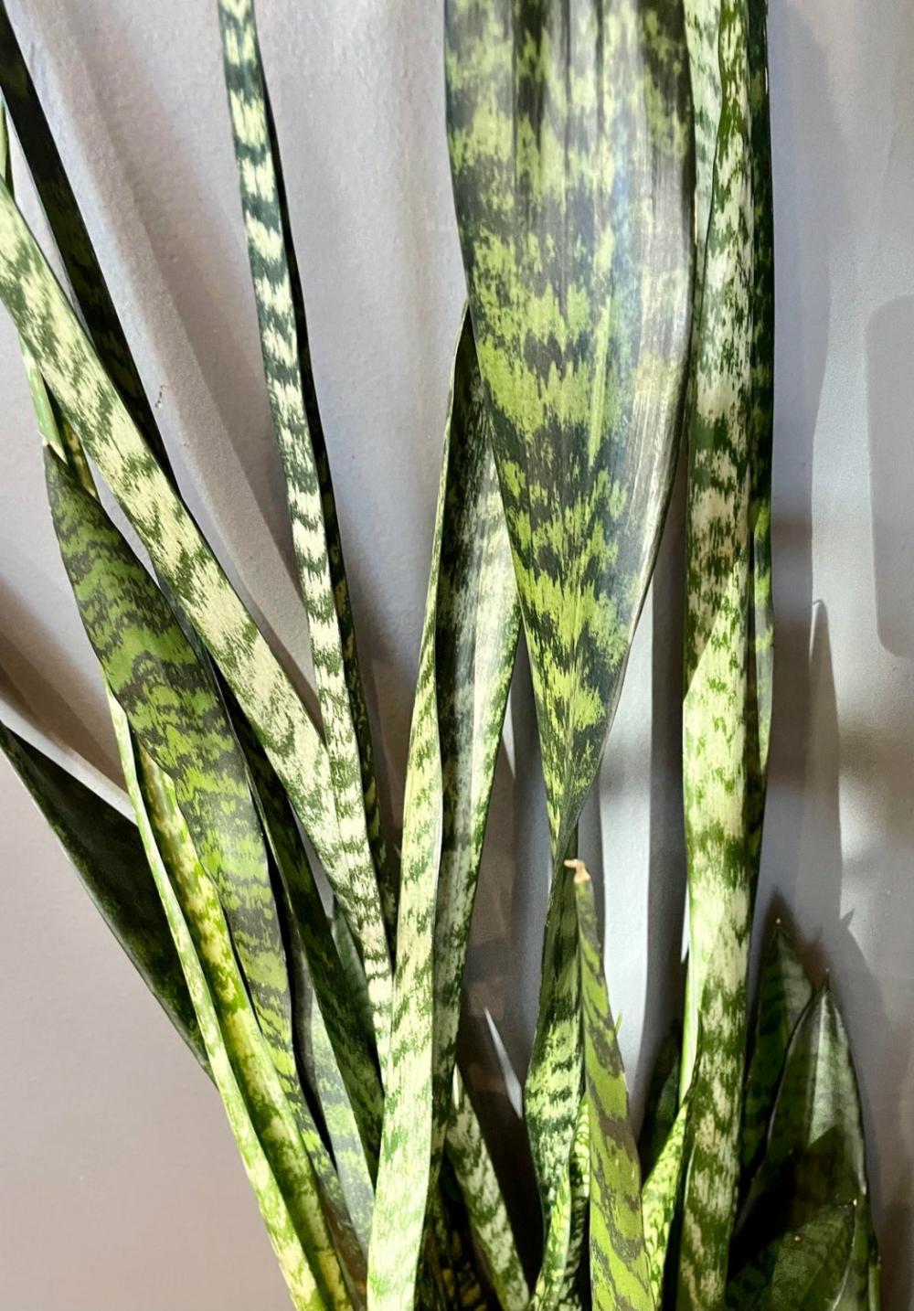 Indoor Plants |   Sansevieria ‘Wintergreen’ 8″ Garden Indoor Plants