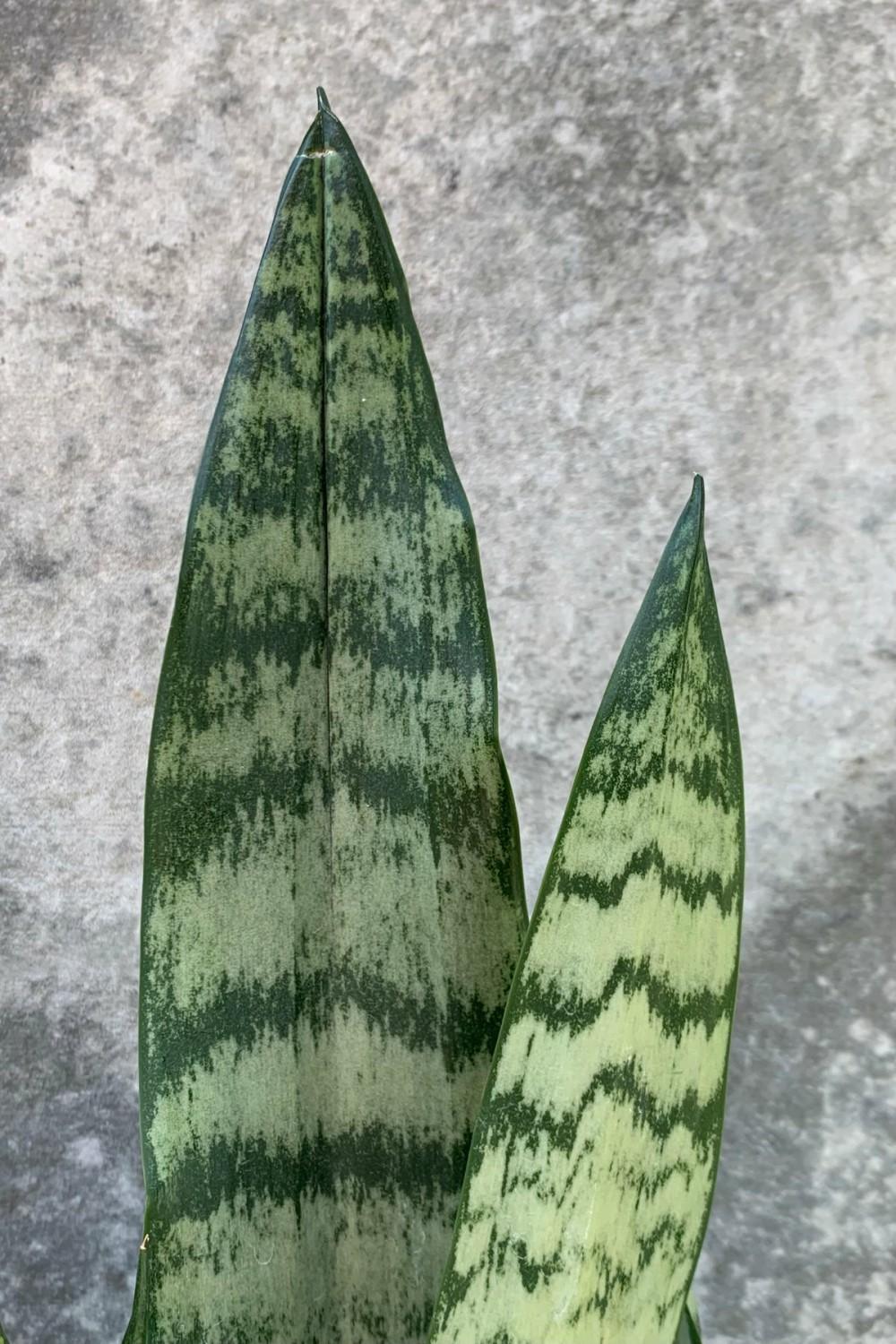 Indoor Plants |   Sansevieria Zeylanica 6″ Garden Indoor Plants