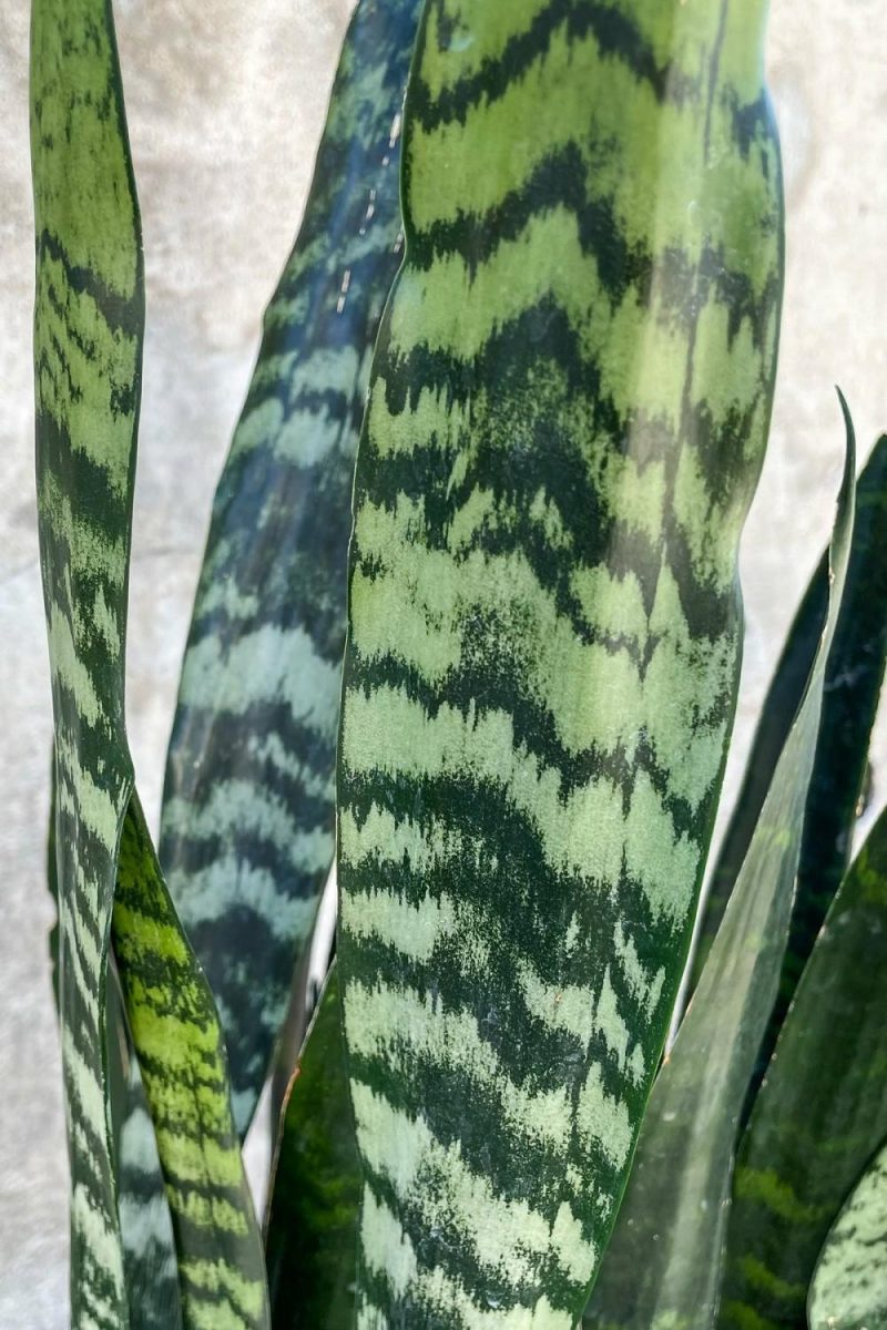 Indoor Plants |   Sansevieria Zeylanica 8″ Garden Indoor Plants