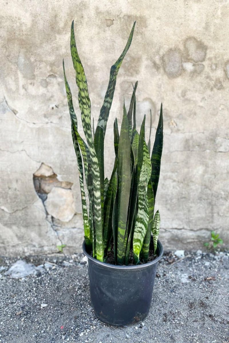 Indoor Plants |   Sansevieria Zeylanica 8″ Garden Indoor Plants