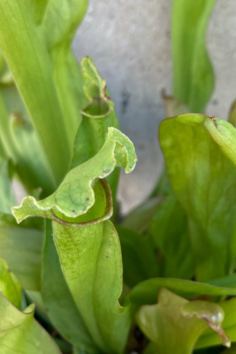 Indoor Plants |   Sarracenia 6″ Garden Indoor Plants