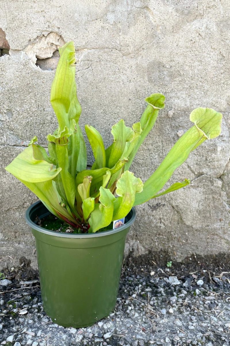 Indoor Plants |   Sarracenia 6″ Garden Indoor Plants