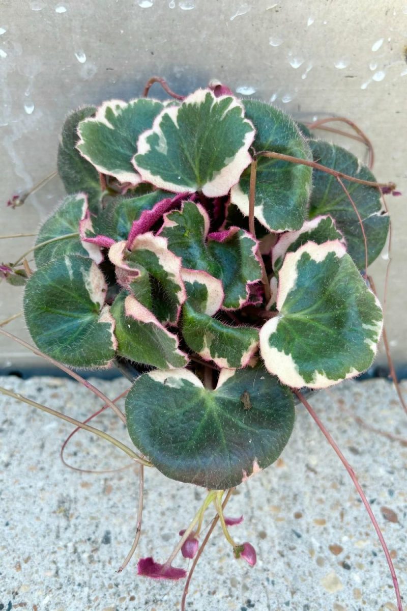 Indoor Plants |   Saxifraga Stolonifera “Strawberry Begonia” 4″ Garden Indoor Plants