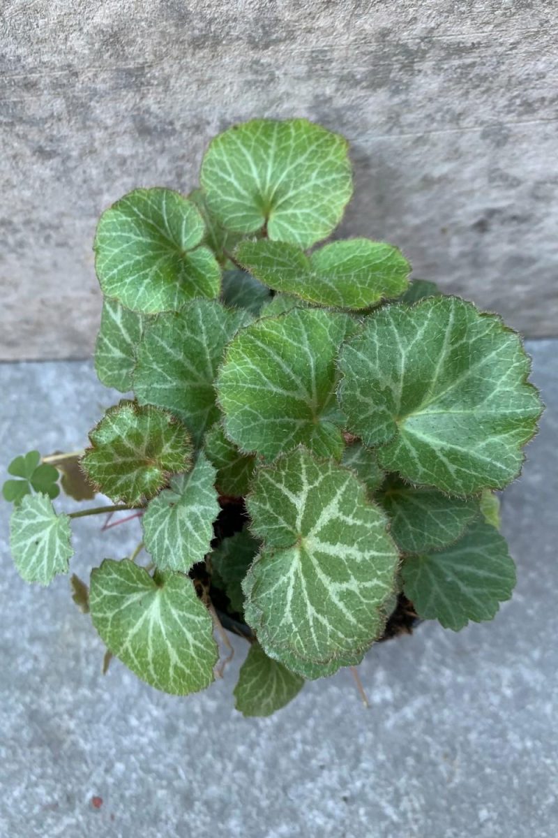 Indoor Plants |   Saxifraga Stolonifera “Strawberry Begonia” 4″ Garden Indoor Plants