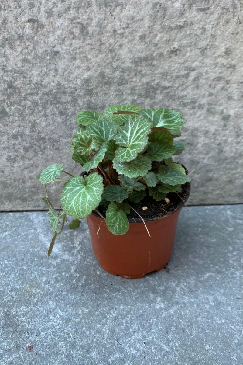 Indoor Plants |   Saxifraga Stolonifera “Strawberry Begonia” 4″ Garden Indoor Plants