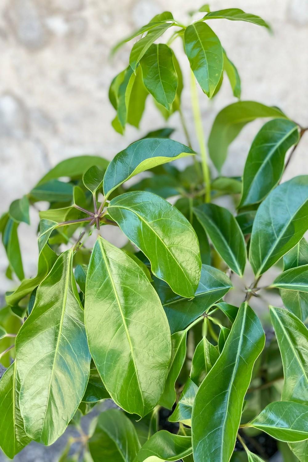 Indoor Plants |   Schefflera Actinophylla ‘Amate’ 10″ Garden Indoor Plants