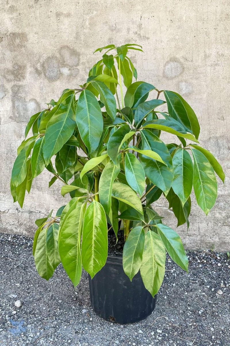 Indoor Plants |   Schefflera Actinophylla ‘Amate’ 10″ Garden Indoor Plants