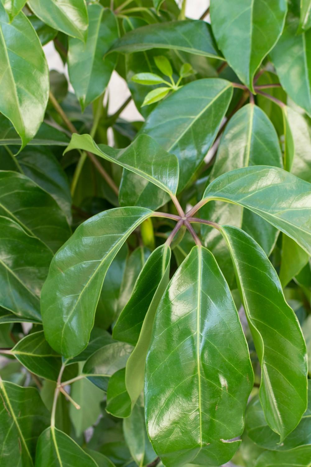 Indoor Plants |   Schefflera Actinophylla ‘Amate’ 14″ Garden Indoor Plants