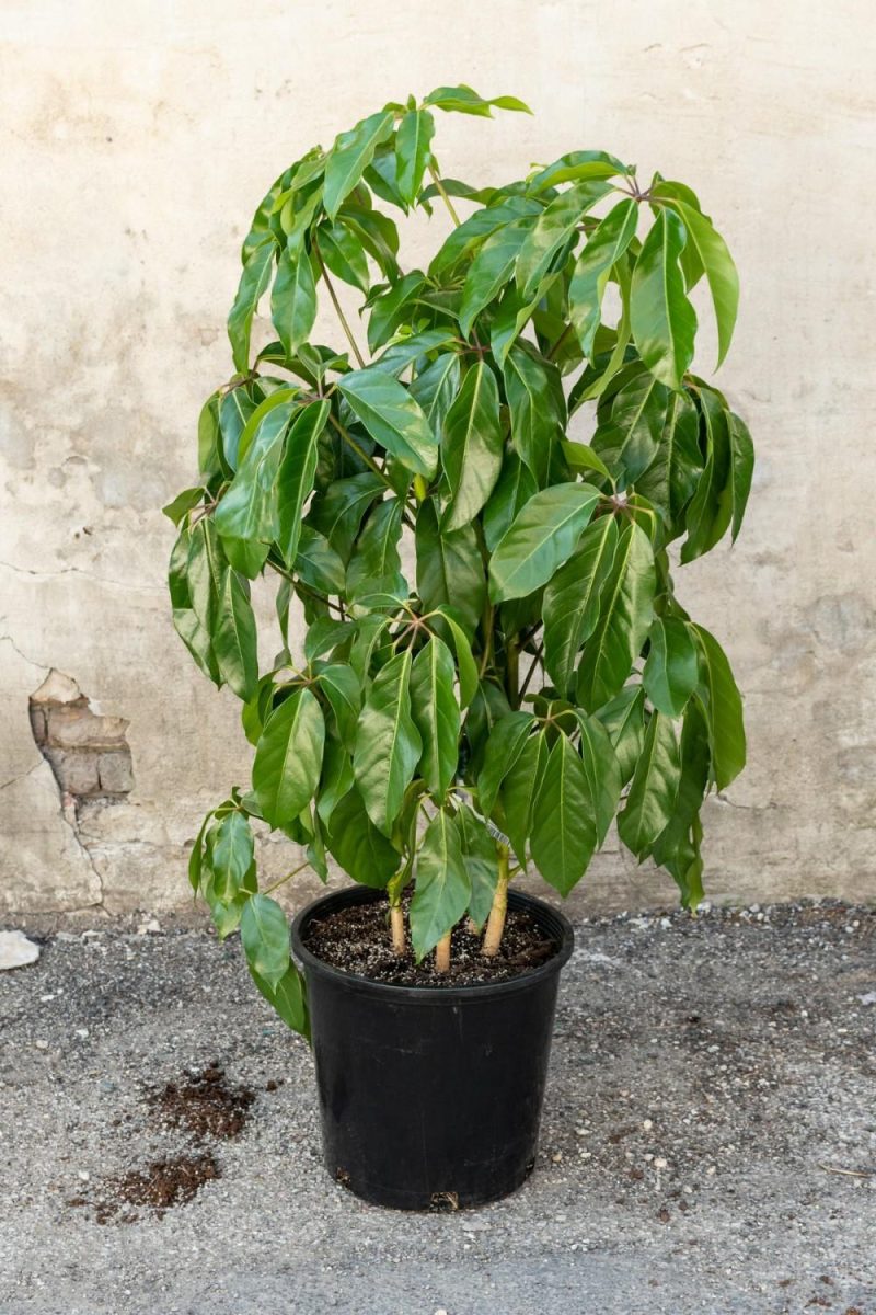 Indoor Plants |   Schefflera Actinophylla ‘Amate’ 14″ Garden Indoor Plants