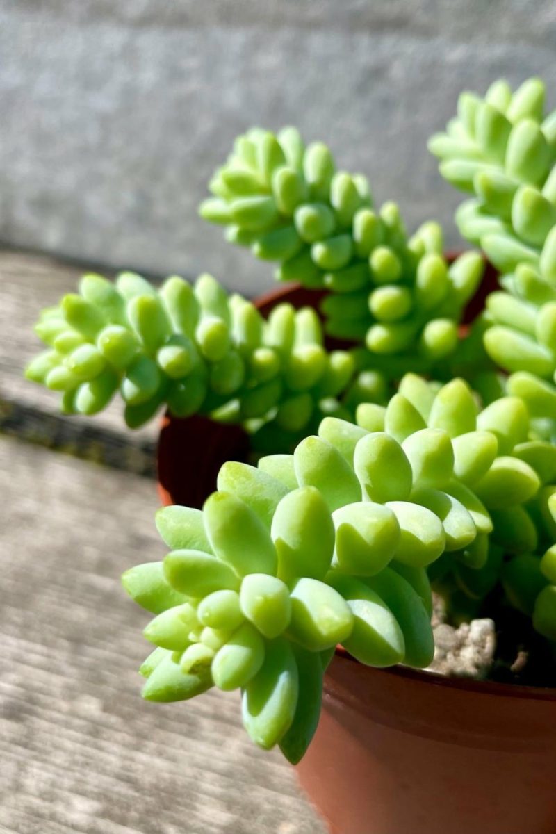 Indoor Plants |   Sedum Morganianum “Burro’s Tail” 4″ Garden Indoor Plants