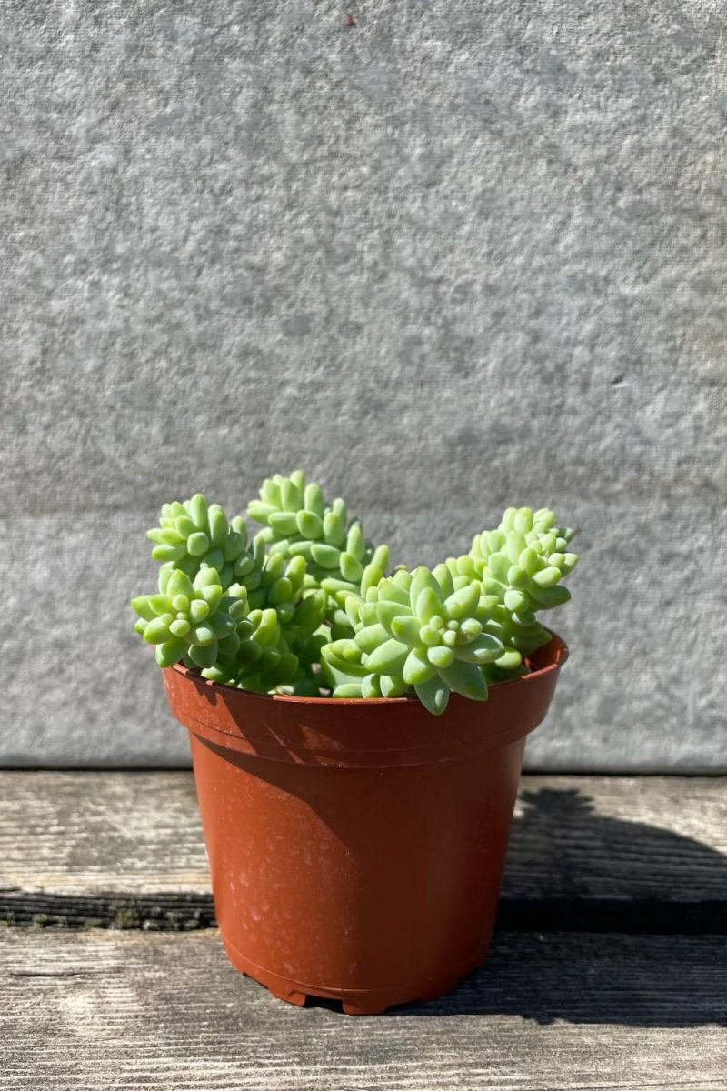 Indoor Plants |   Sedum Morganianum “Burro’s Tail” 4″ Garden Indoor Plants