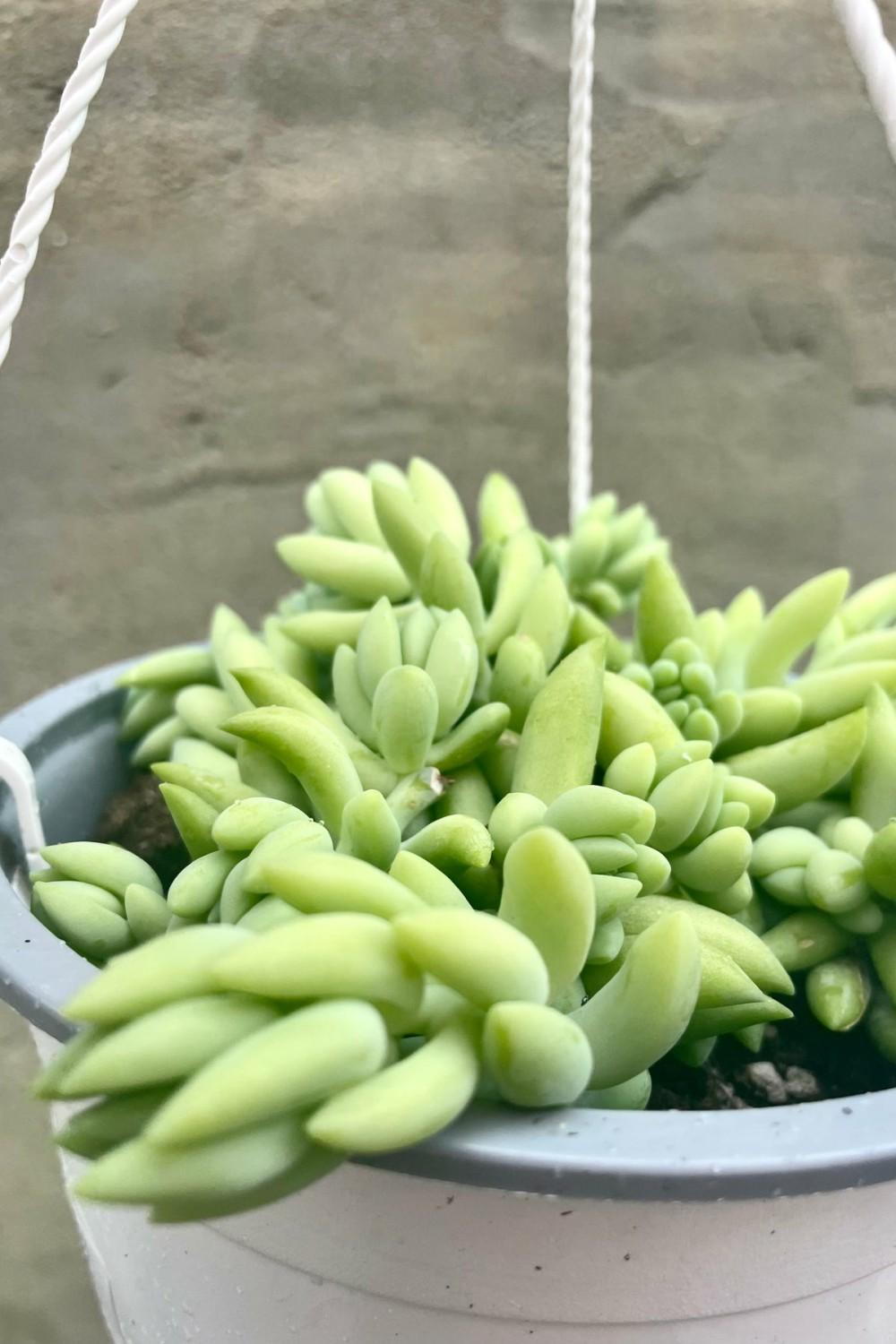 Indoor Plants |   Sedum Morganianum “Burro’s Tail” 6″ Hb Garden Indoor Plants