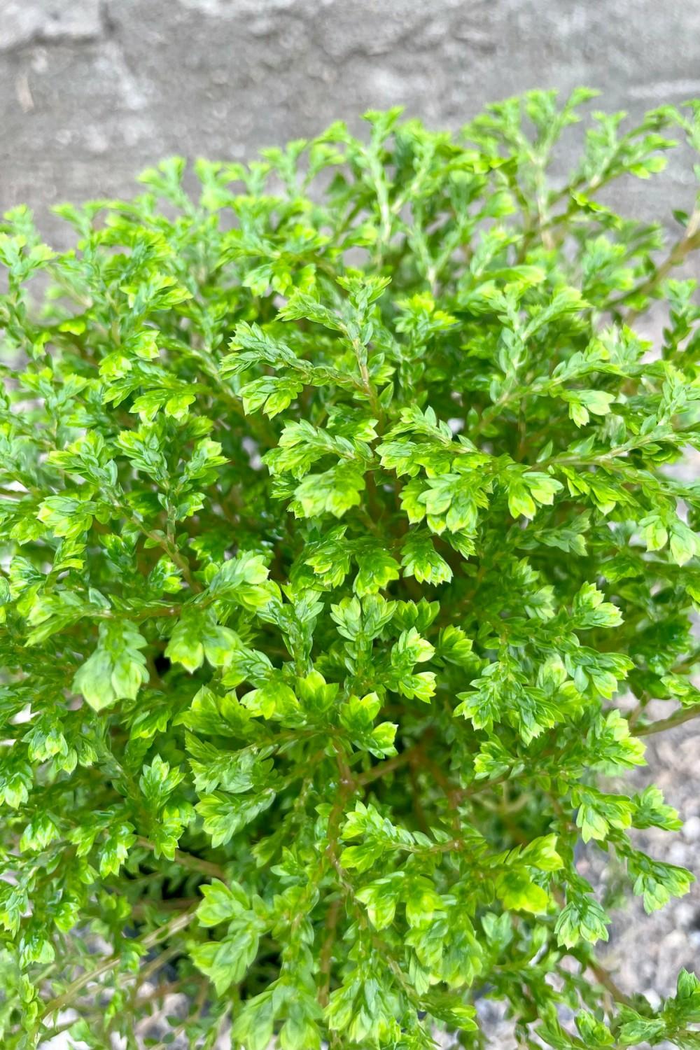 Indoor Plants |   Selaginella ‘Avatar’ 4″ Garden Indoor Plants