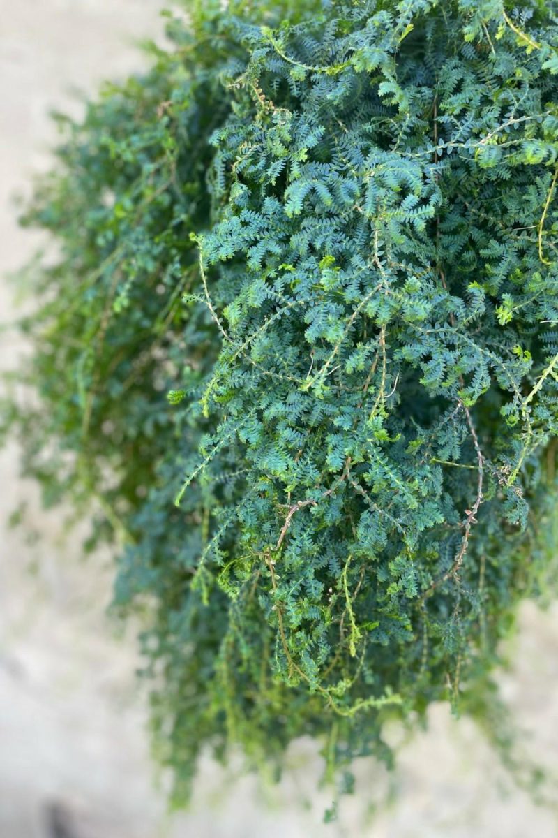 Indoor Plants |   Selaginella Unicata “Peacock Moss” 8″ Garden Indoor Plants