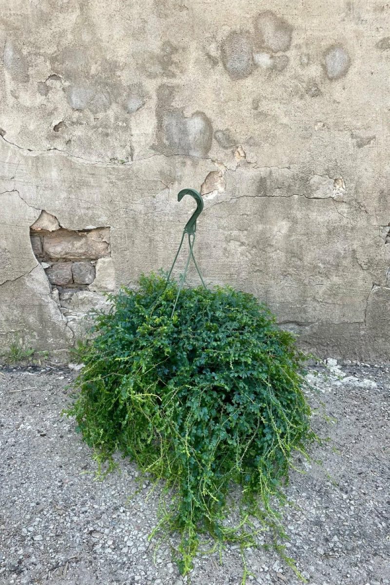 Indoor Plants |   Selaginella Unicata “Peacock Moss” 8″ Garden Indoor Plants