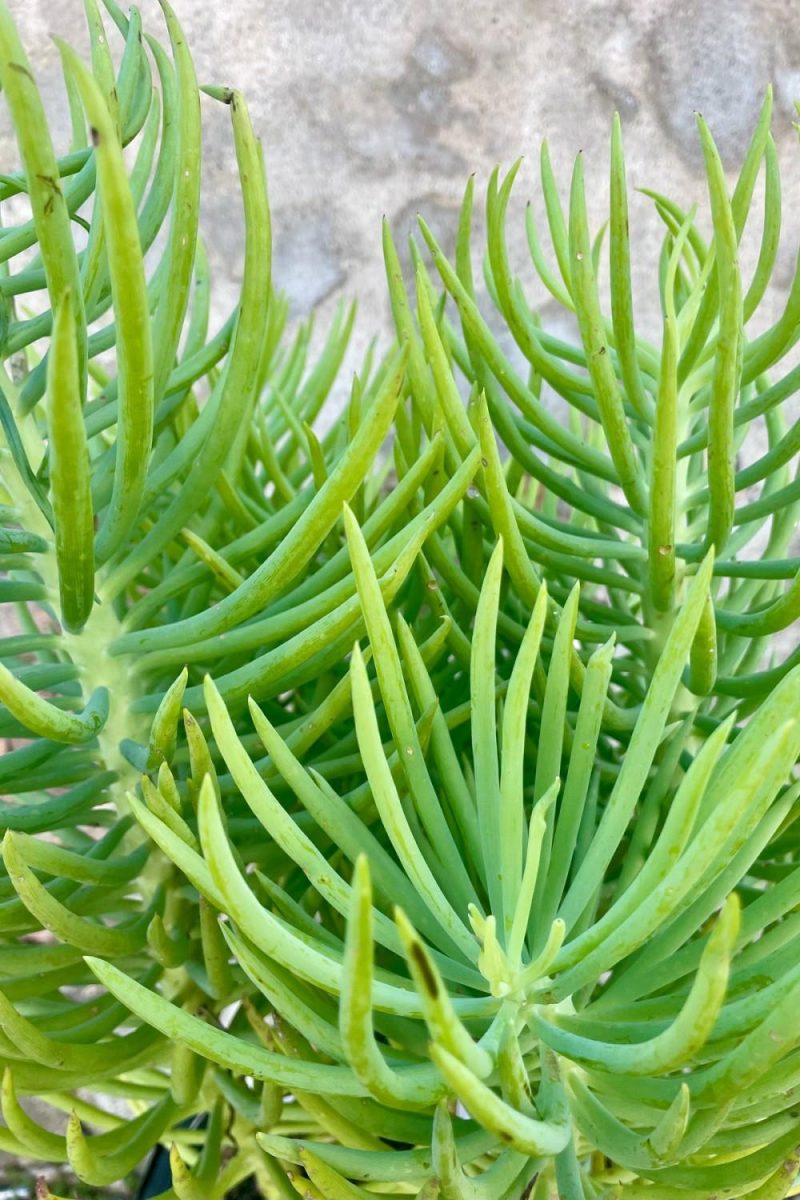 Indoor Plants |   Senecio Vitalis #5 Garden Indoor Plants