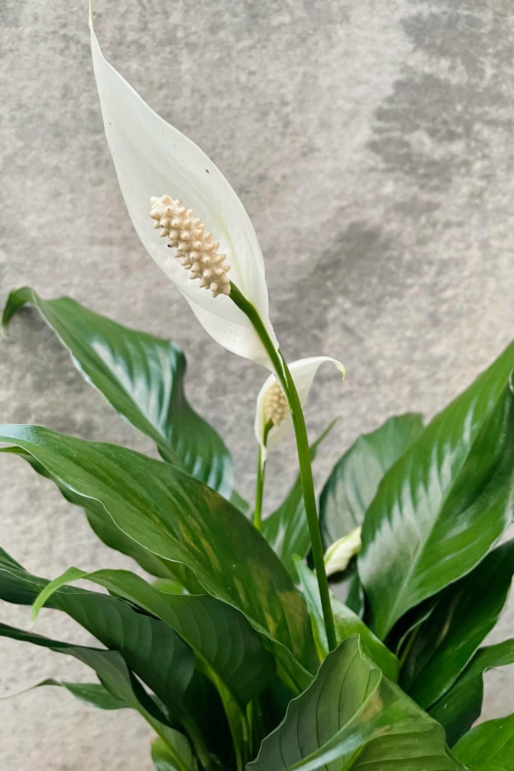 Indoor Plants |   Spathiphyllum “Peace Lily” 4″ Indoor Plants