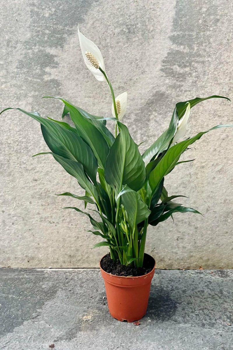 Indoor Plants |   Spathiphyllum “Peace Lily” 4″ Indoor Plants