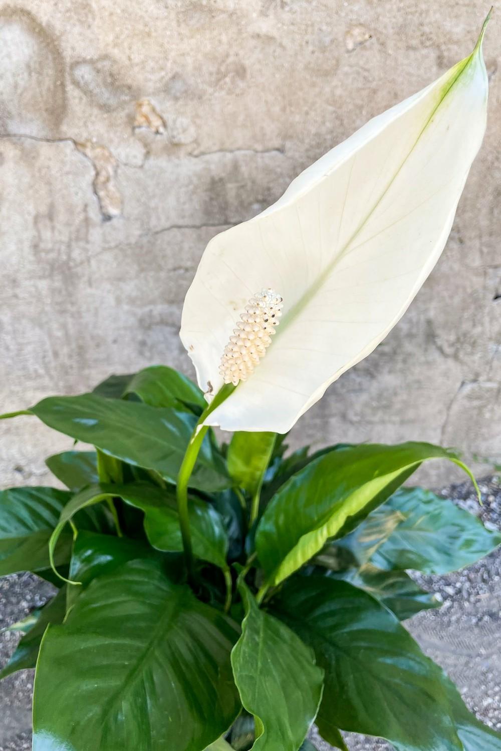 Indoor Plants |   Spathiphyllum “Peace Lily” 8″ Garden Indoor Plants