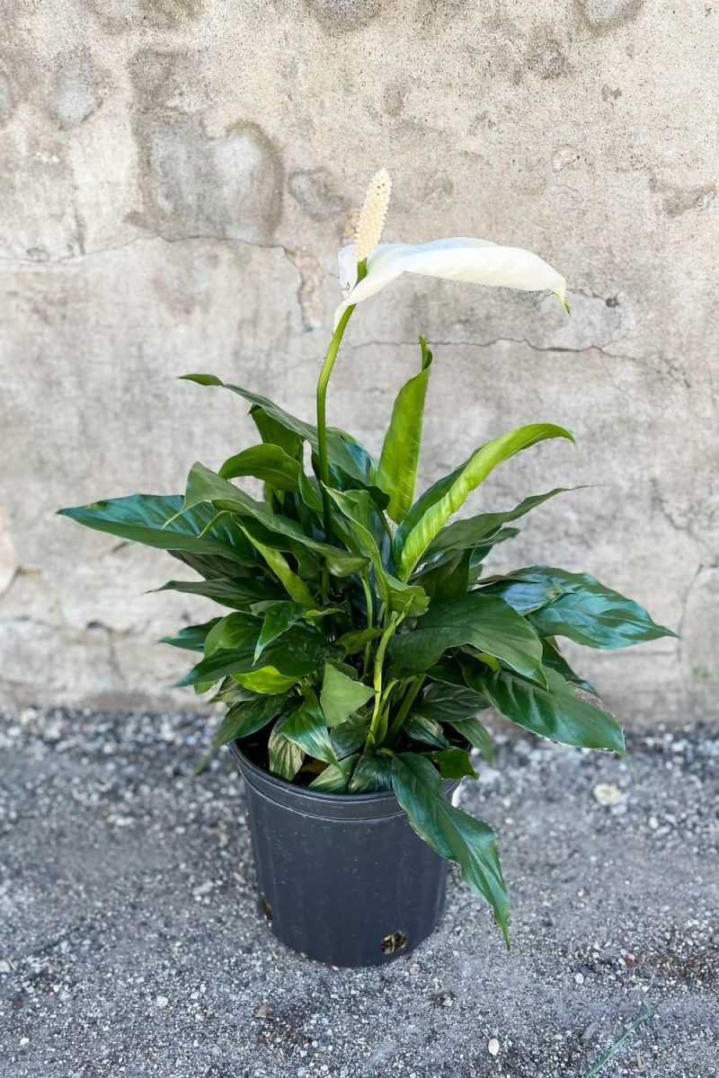 Indoor Plants |   Spathiphyllum “Peace Lily” 8″ Garden Indoor Plants