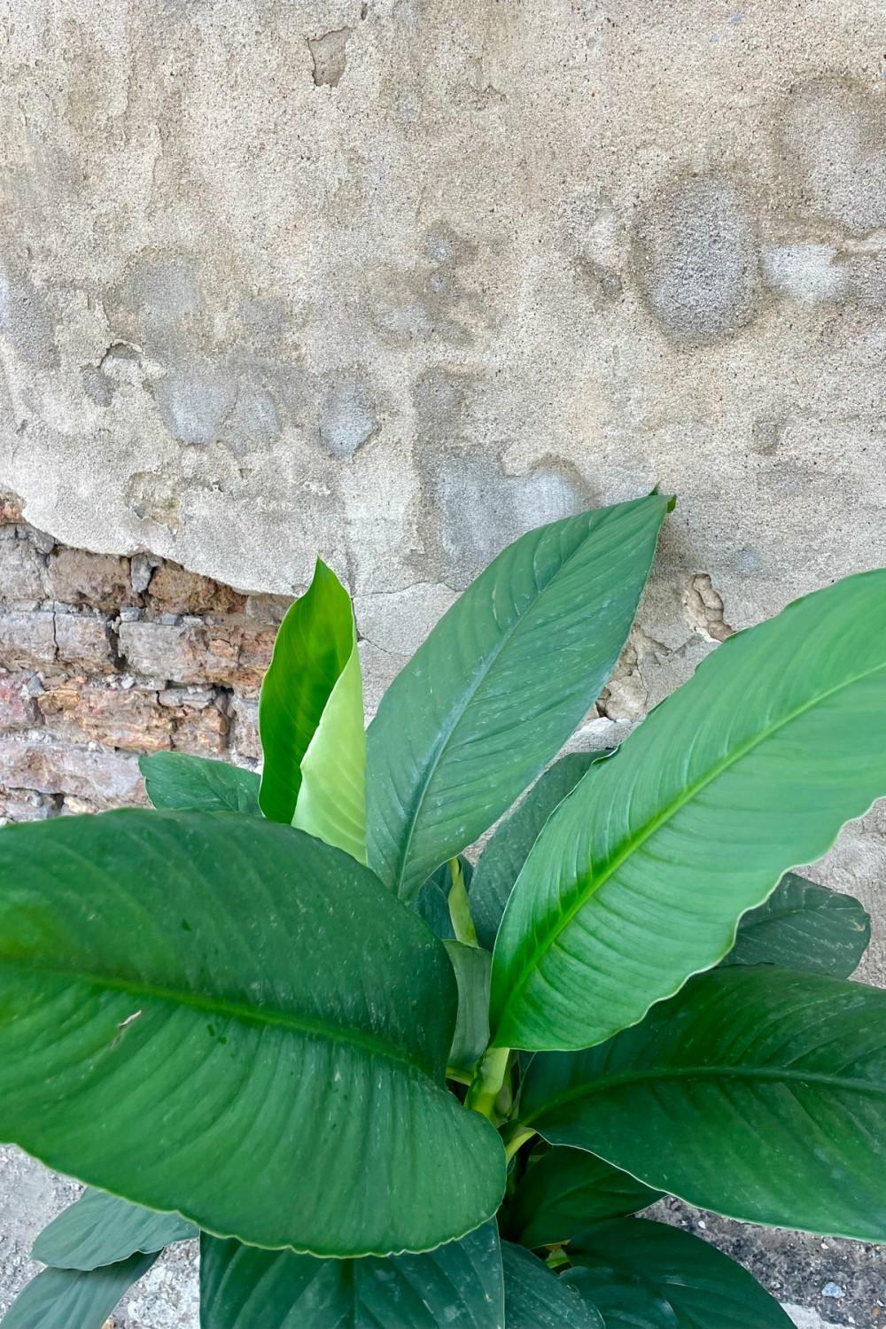 Indoor Plants |   Spathiphyllum ‘sensation’ 8″ Garden Indoor Plants