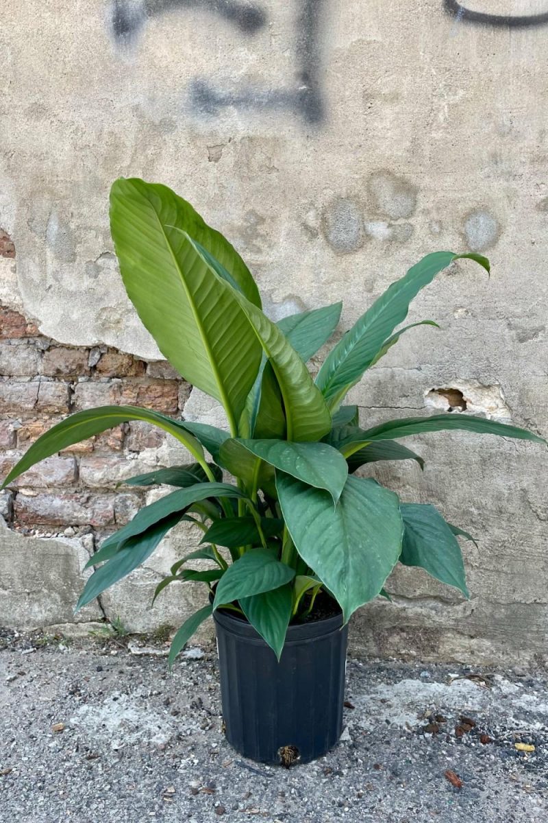 Indoor Plants |   Spathiphyllum ‘sensation’ 8″ Garden Indoor Plants