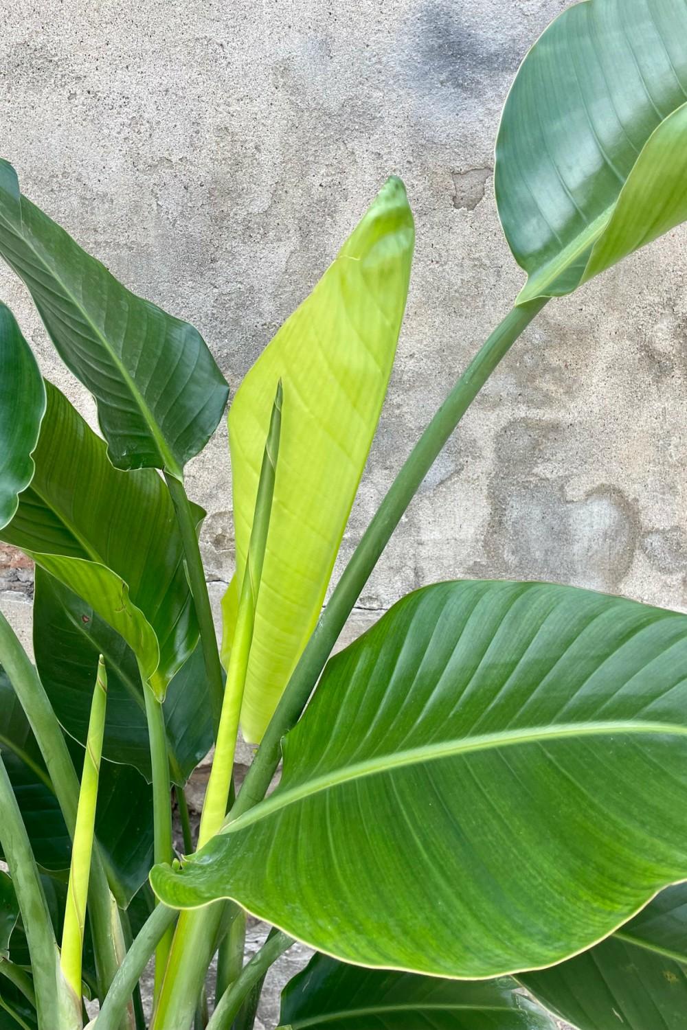 Indoor Plants |   Strelitzia Nicolai “White Bird Of Paradise” 10″ Premium Garden Indoor Plants