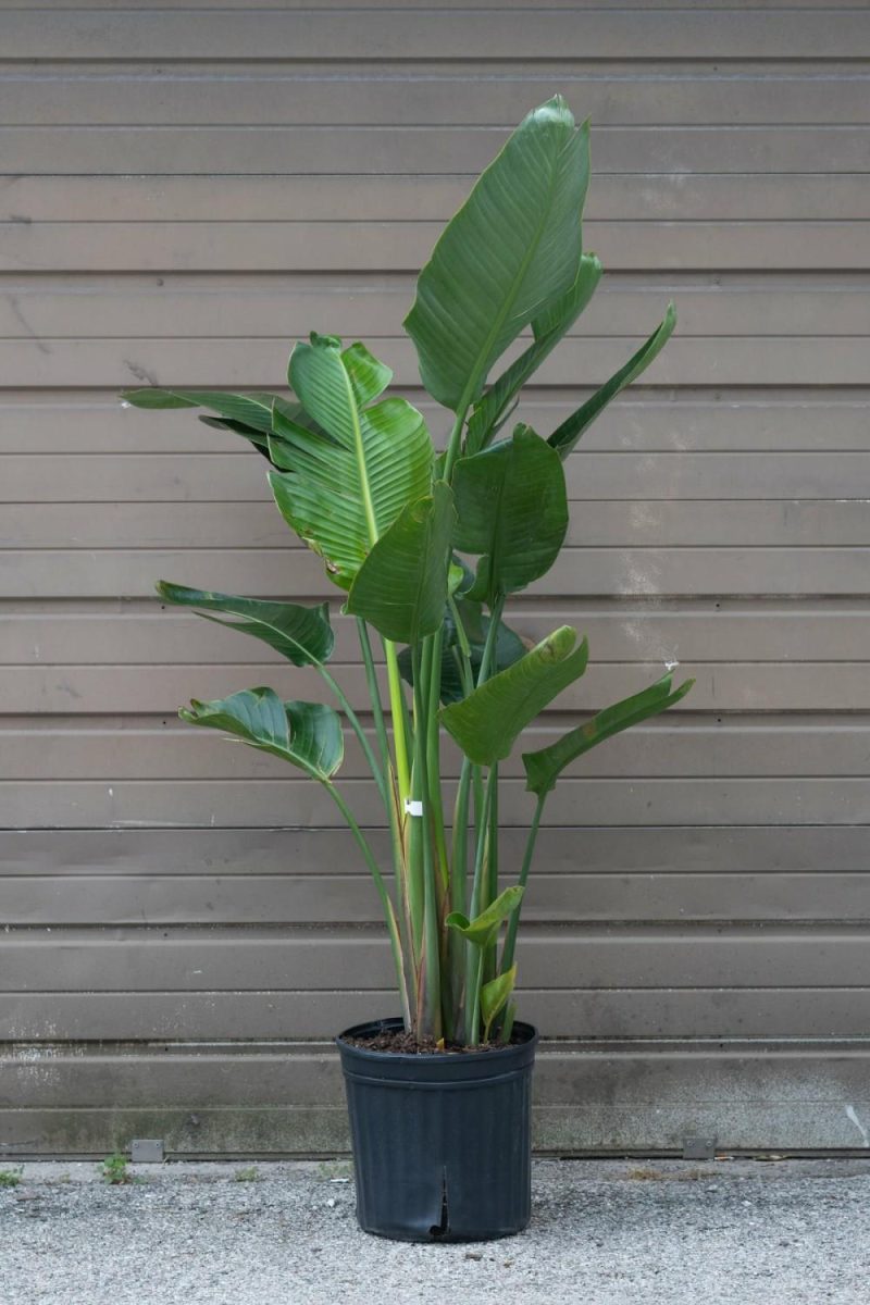 Indoor Plants |   Strelitzia Nicolai “White Bird Of Paradise” 12″ Garden Indoor Plants