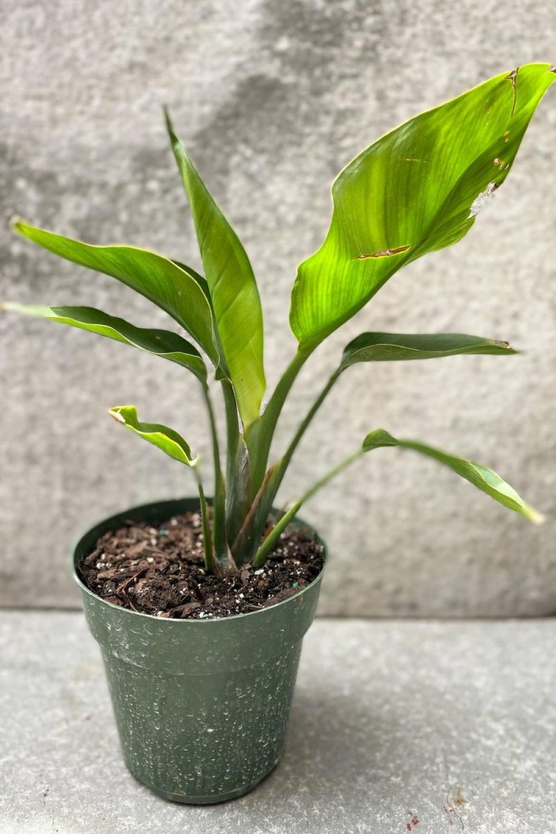 Indoor Plants |   Strelitzia Nicolai “White Bird Of Paradise” 6″ Garden Indoor Plants