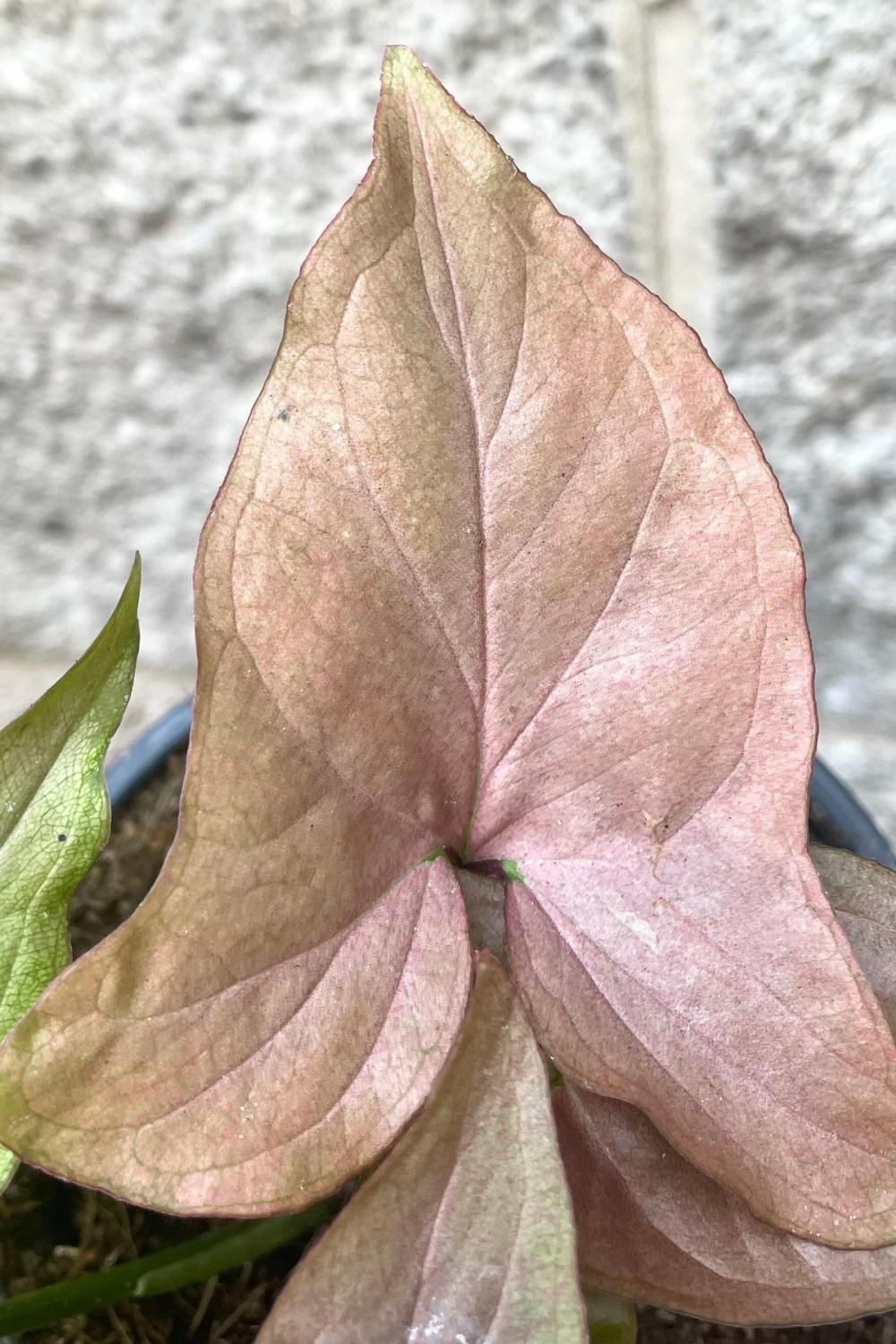 Indoor Plants |   Syngonium Podophyllum “Pink” 4″ Garden Indoor Plants