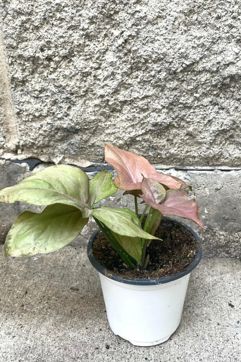 Indoor Plants |   Syngonium Podophyllum “Pink” 4″ Garden Indoor Plants