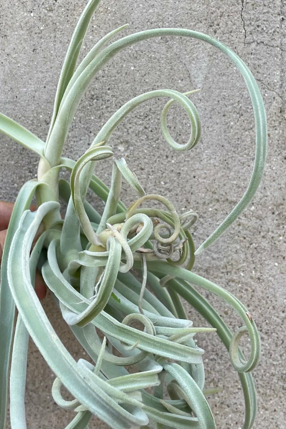 Indoor Plants |   Tillandsia Duratii Garden Indoor Plants