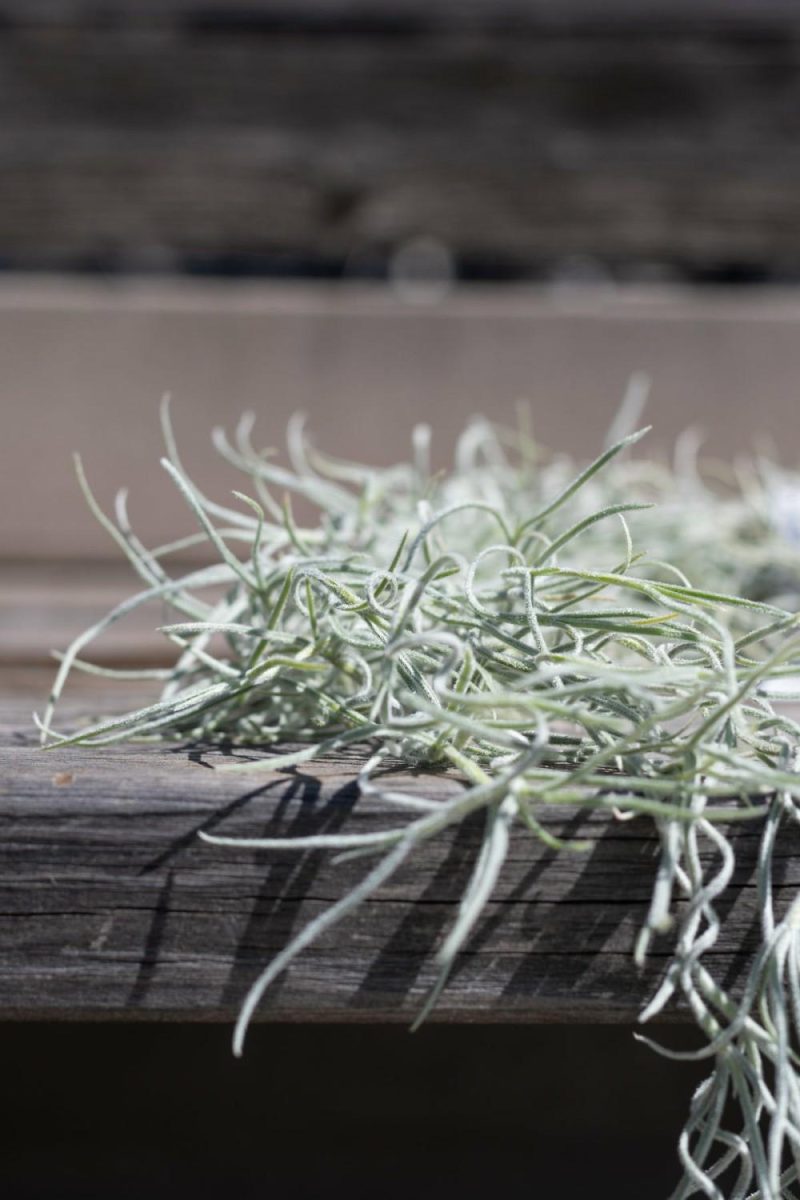 Indoor Plants |   Tillandsia Usneoides Garden Indoor Plants