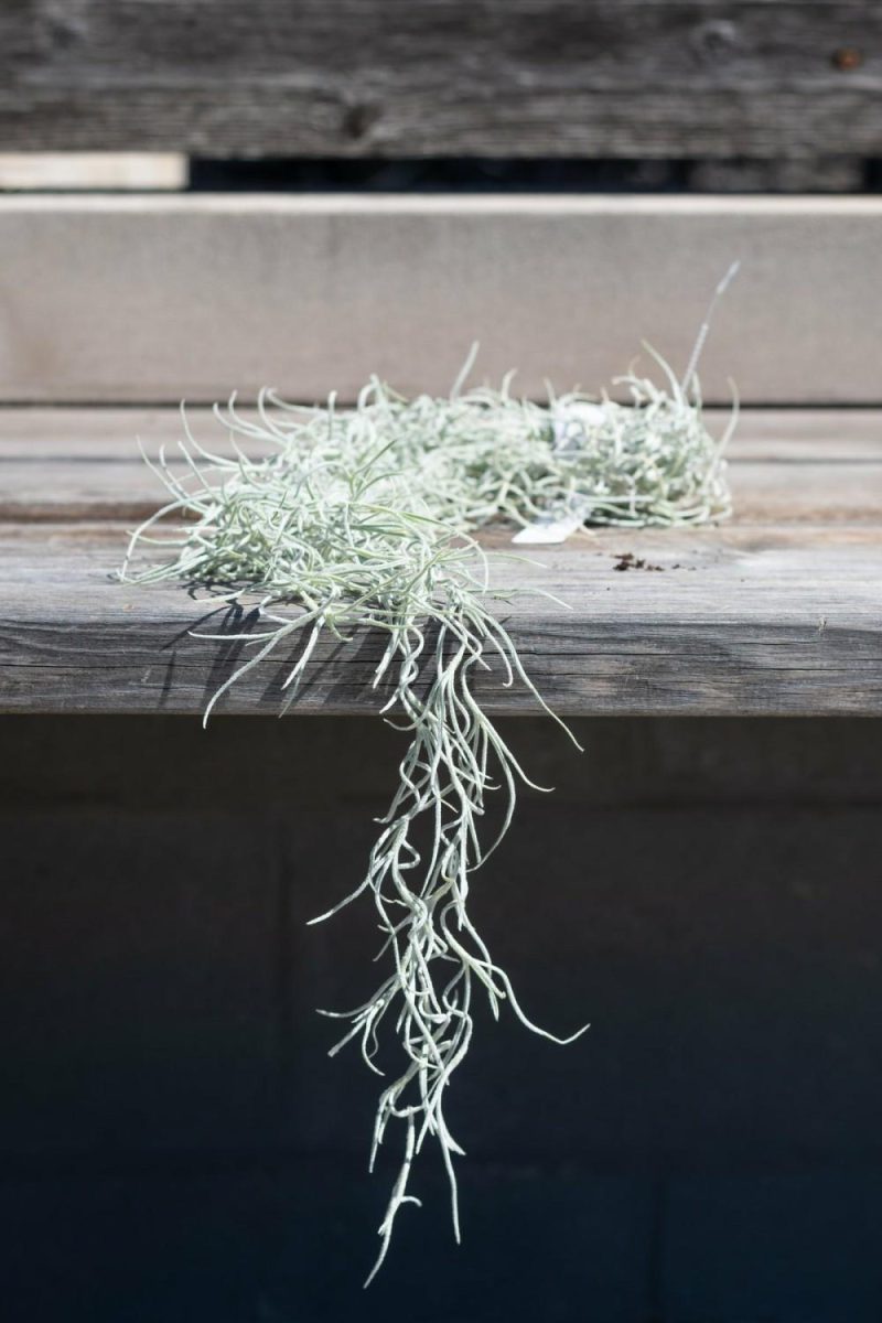 Indoor Plants |   Tillandsia Usneoides Garden Indoor Plants