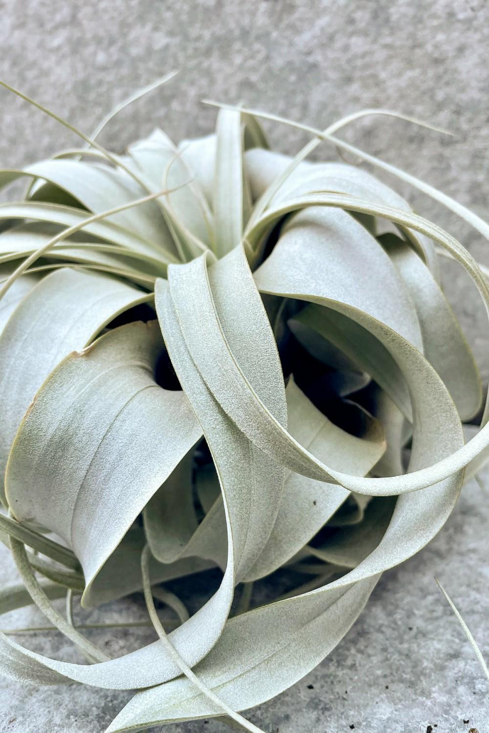 Indoor Plants |   Tillandsia Xerographica Medium Garden Indoor Plants