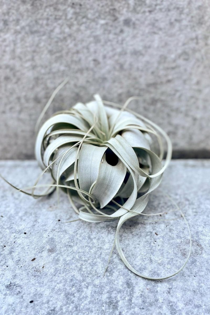 Indoor Plants |   Tillandsia Xerographica Medium Garden Indoor Plants