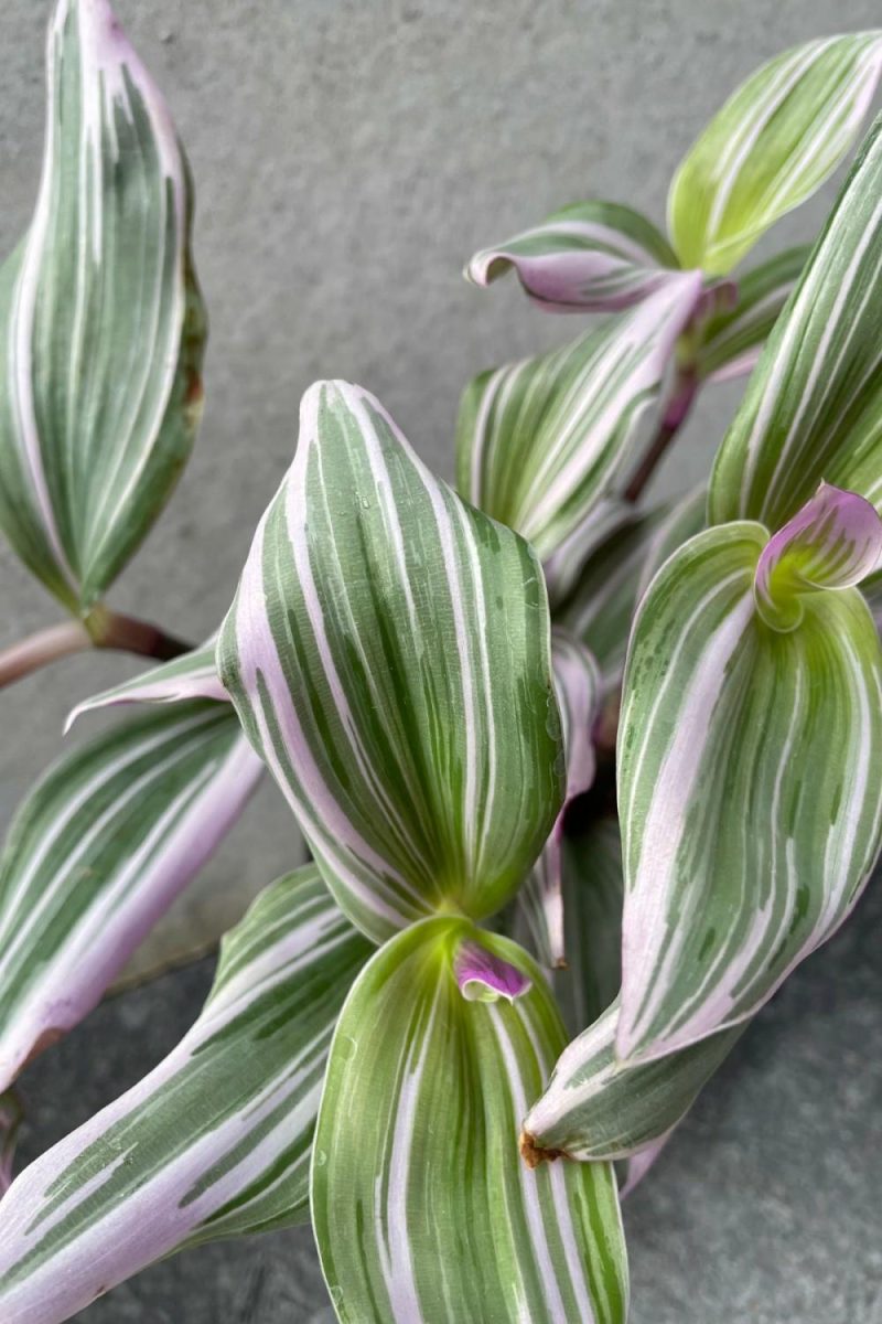 Indoor Plants |   Tradescantia Albiflora ‘Nanouk’ 4″ Garden Indoor Plants