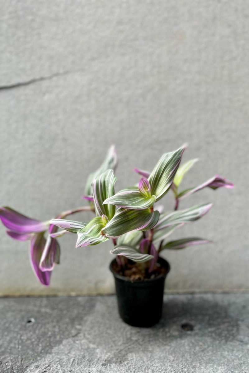 Indoor Plants |   Tradescantia Albiflora ‘Nanouk’ 4″ Garden Indoor Plants